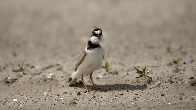 Little Ringed Plover / Kleine Plevier