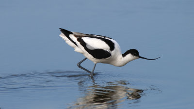 Avocet / Kluut