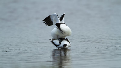Avocet / Kluut