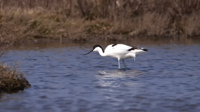 Avocet / Kluut