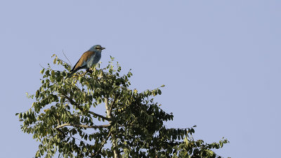 Sahelscharrelaar / Abyssinian Roller
