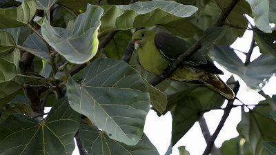 African Green Pigeon / Afrikaanse Papegaaiduif