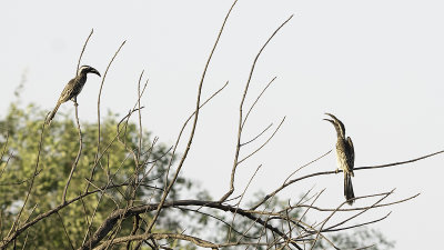 African grey Hornbill / Grijze Tok