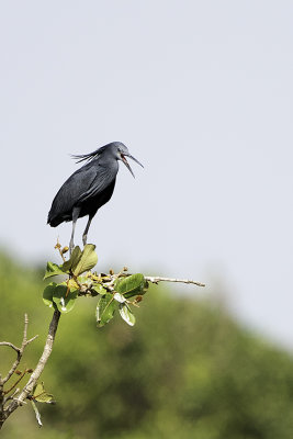 Black heron 3.jpg