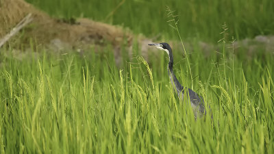 Black-headed heron.jpg
