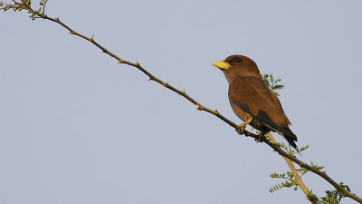 Broad-billed Roller / Breedbekscharrelaar