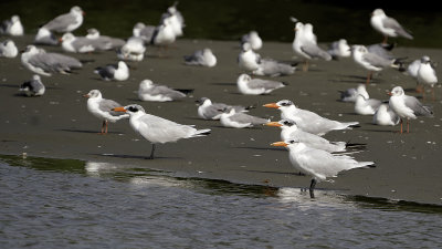 Caspian tern / Reuzenstern