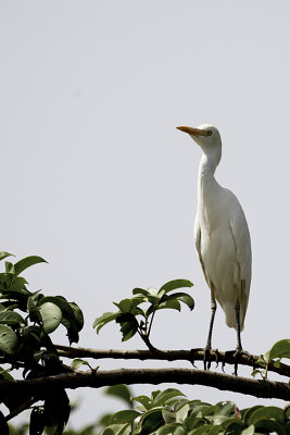 Cattle Egret / Koereiger