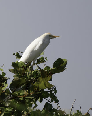 Cattle Egret / Koereiger