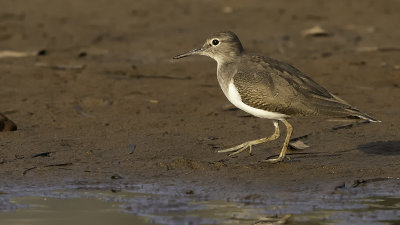 Common Sandpiper / Oeverloper