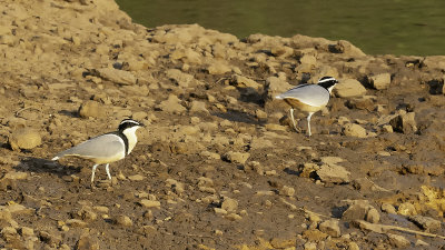 Egyptian Plover / Krokodilwachter