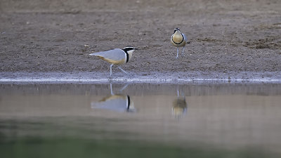 Egyptian Plover / Krokodilwachter