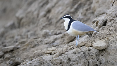 Egyptian Plover / Krokodilwachter