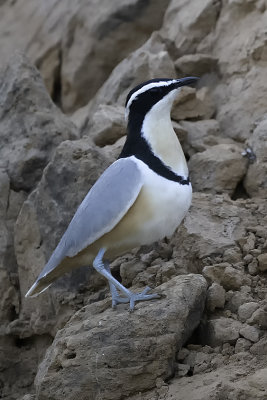 Egyptian Plover / Krokodilwachter