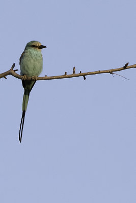 Abyssinian roller.jpg