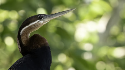 African darter.jpg