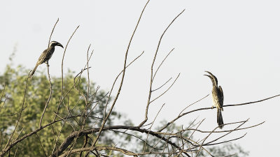 African grey hornbill.jpg