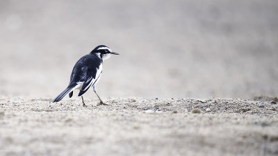 African pied wagtail.jpg