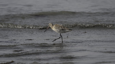 Bar-tailed godwit.jpg