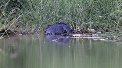 Black heron 2.jpg