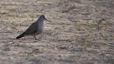 Black-billed wood dove.jpg