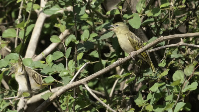 Black-headed weaver.jpg