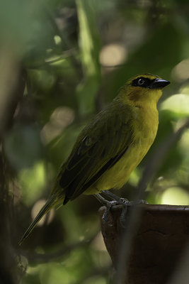 Black-necked weaver.jpg