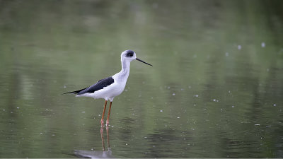 Black-winged stilt.jpg