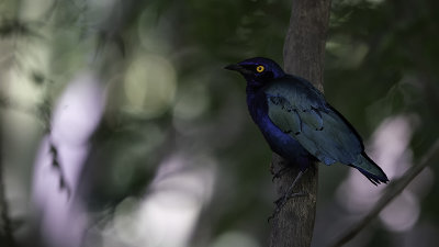 Bronze-tailed glossy starling.jpg