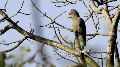 Brown snake eagle.jpg