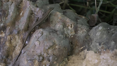 Brown-flanked skink.jpg