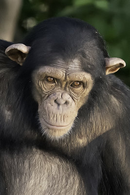 Chimpanzee.jpg