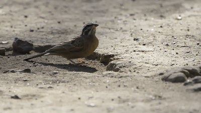Cinnamon-breasted rock bunting.jpg