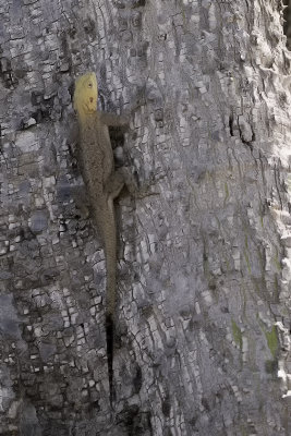 Common agama.jpg