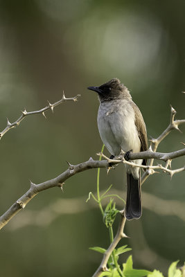 Common bulbul.jpg