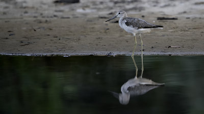 Common greenshank.jpg