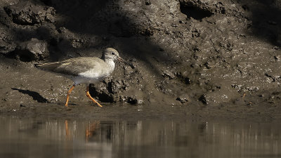 Common redshank.jpg