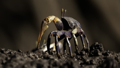 Fiddler crab 2.jpg