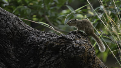 Gambian sun squirrel 2.jpg