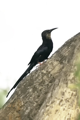 Green wood-hoopoe.jpg
