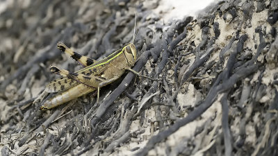 Heteracris coerulescens.jpg