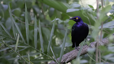 Purple glossy starling.jpg