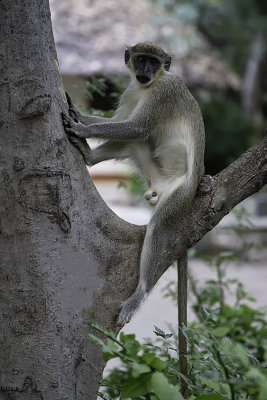 Green vervet monkey.jpg