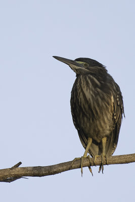 Green-backed heron.jpg