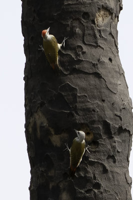 Grey woodpecker.jpg