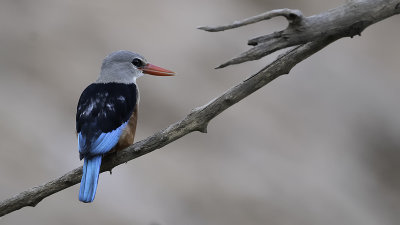 Grey-headed kingfisher 3.jpg