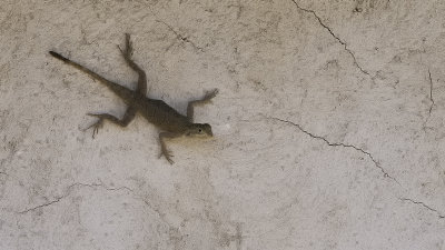 Hemidactylus mercatorius.jpg