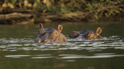 Hippopotamus.jpg