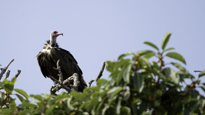 Hooded vulture.jpg