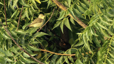 Icterine warbler.jpg